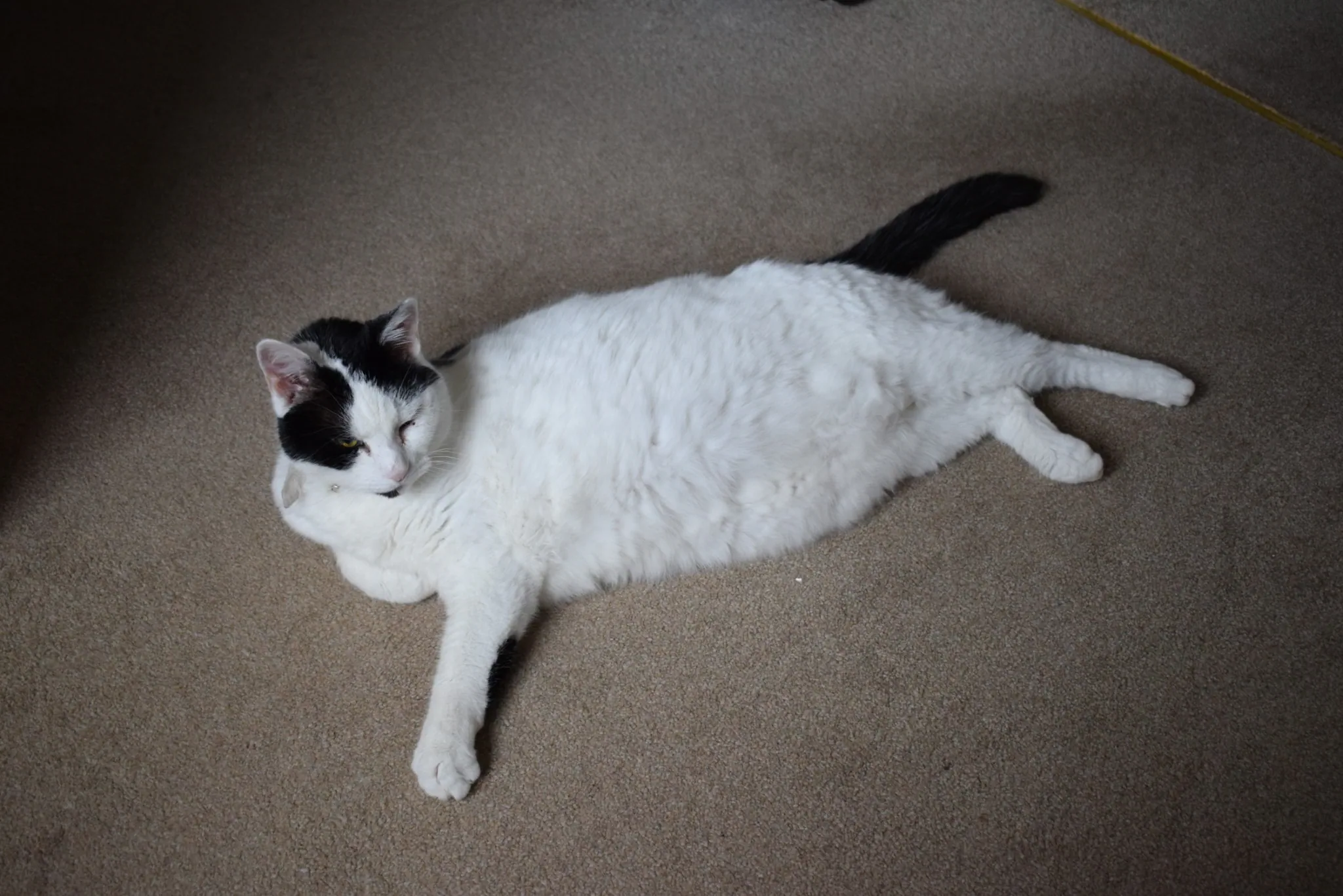 I30 marshall waiting patiently for dinner in office 30 sept 2017 (2)